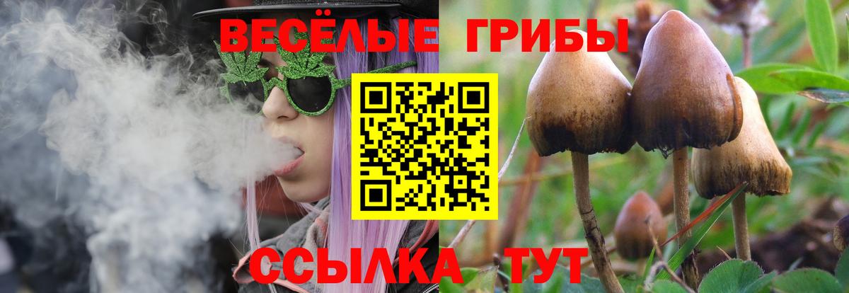 Псилоцибиновые грибы Psilocybe Крымск